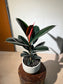 Ficus Elastica 'Burgundy' Rubber Plant in Ceramic Pot