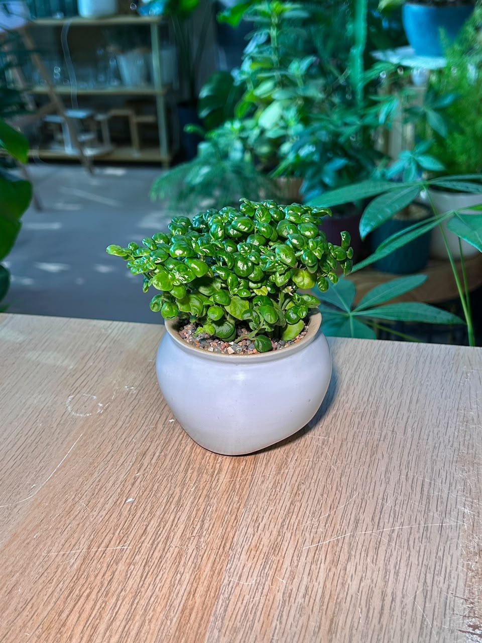 Bubble Plant  (芦莉草) Dipteracanthus Elastica in Glazed Pot