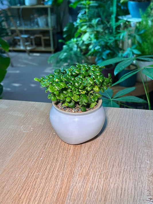 Bubble Plant (芦莉草) Dipteracanthus Elastica in Glazed Pot