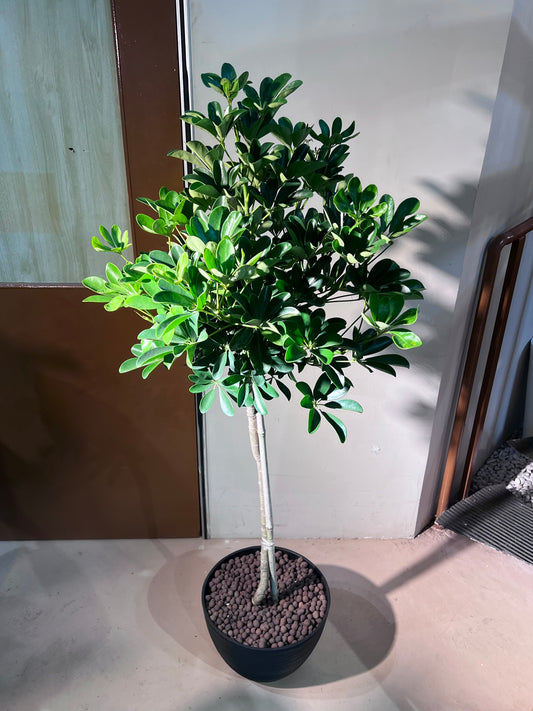 Dwarf Umbrella Tree (鸭脚木) in High Density Polymer Pot