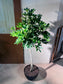 Dwarf Umbrella Tree (鸭脚木) in High Density Polymer Pot