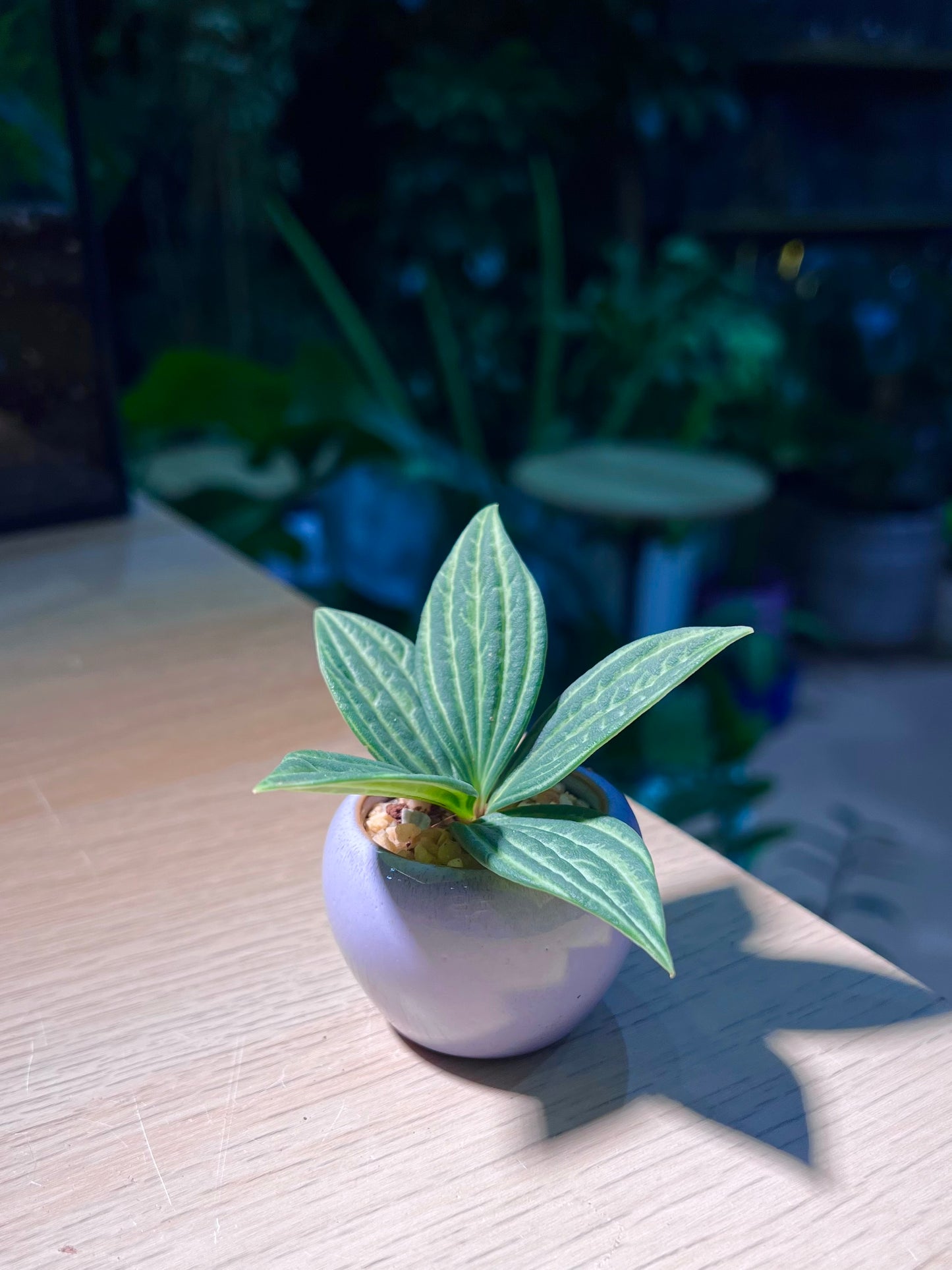 Peperomia Tetragona in Light Purple Ceramic Pot