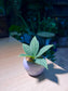Peperomia Tetragona in Light Purple Ceramic Pot