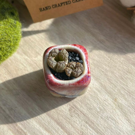 Rare Conophytum Pellucidum in finger pot (s)