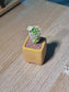 Cactus (仙人掌) Mammillaria Gracilis in Textured Yellow Ceramic Pot
