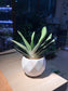 Gasteria Little Warty in White Ceramic Pot