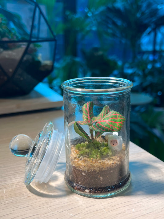 Fittonia with Moss (Indoor Plant) Arrangement in Terrarium Jar (S)