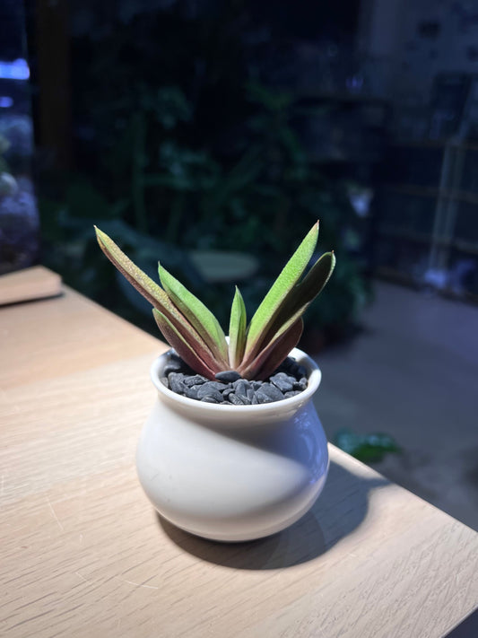 Gasteria Little Warty in Belly Ceramic Pot
