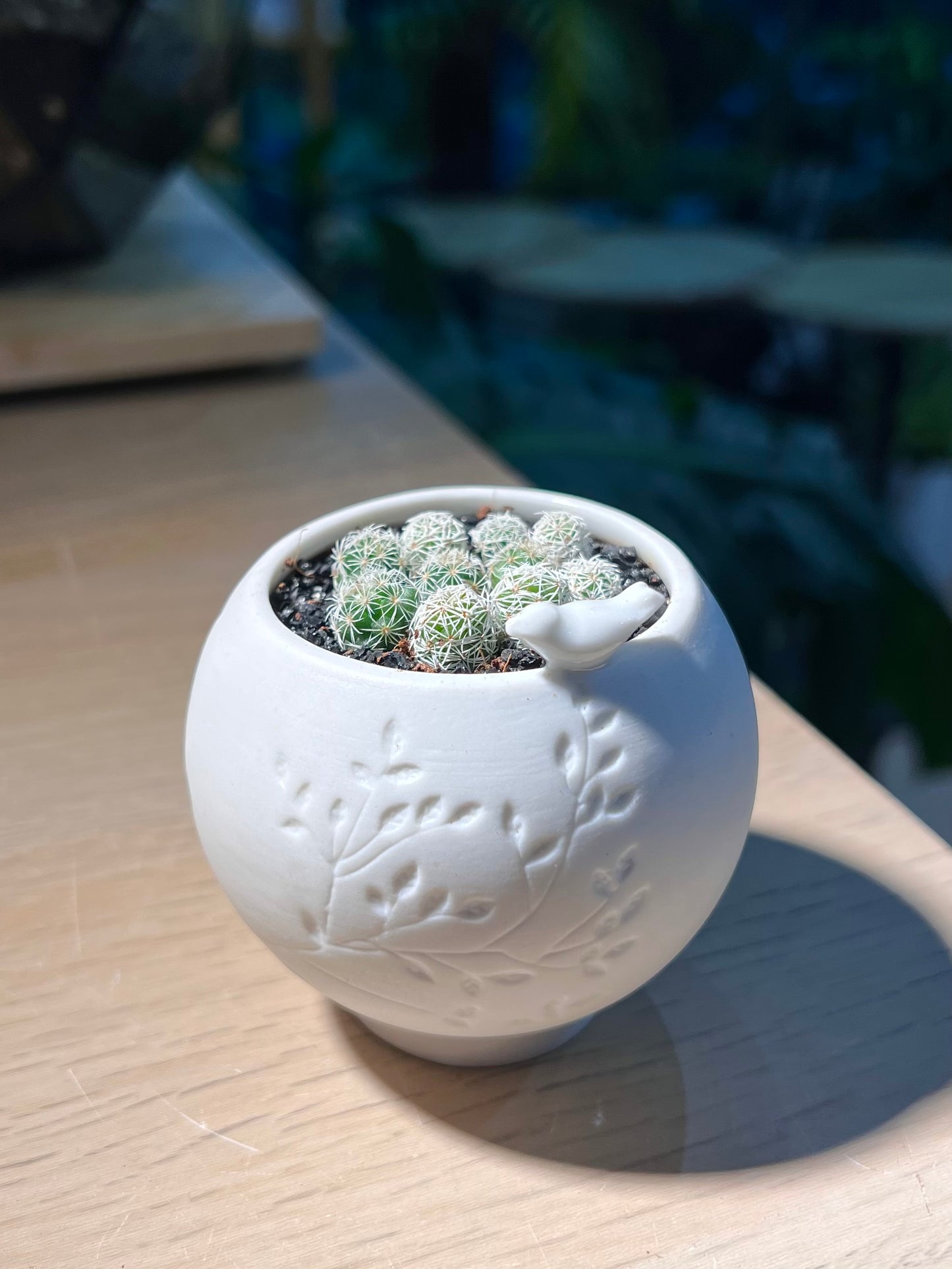 Mammillaria Gracilis (Cactus) in Birdie Ceramic Pot