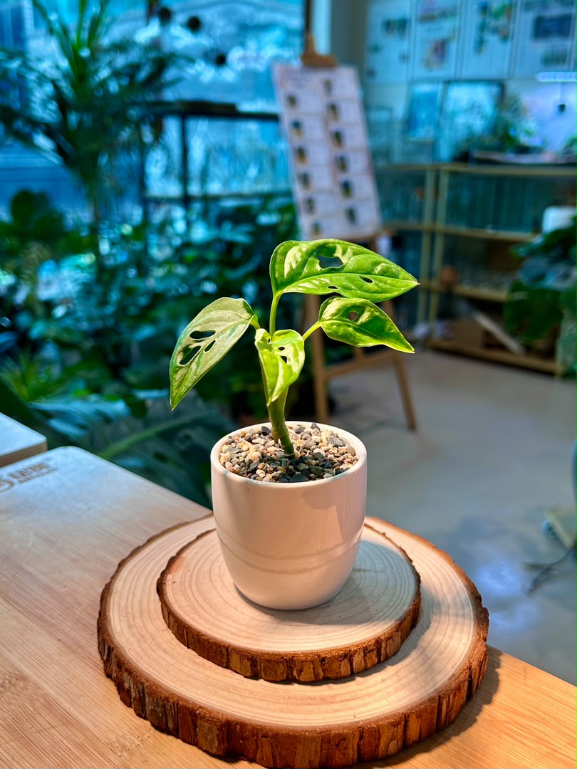 Monstera Adansonii (Indoor Plant) in Ceramic Pot