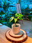 Monstera Adansonii (Indoor Plant) in Ceramic Pot