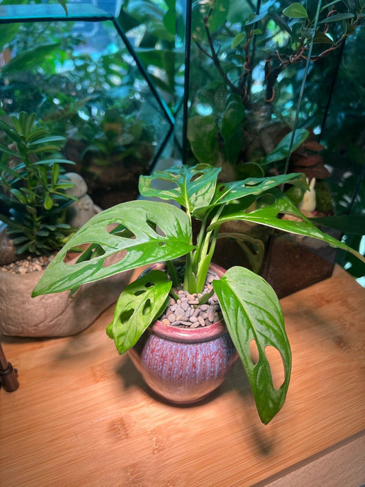 Monstera deliciosa in Purple Ceramic Pot