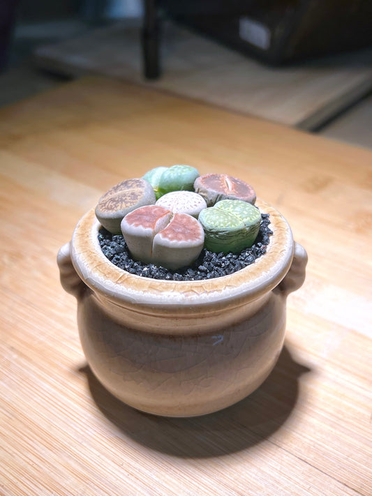 Lithops in Light Brown Belly Pot