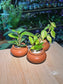 Door Gift - Indoor Plant 室内植物 in Matte Ceramic Pot