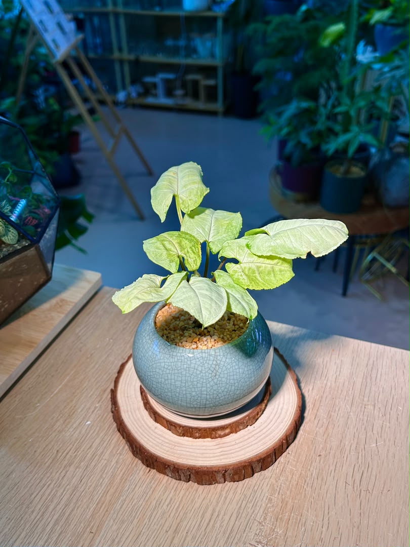 Syngonium Podophyllum (合果芋) in Blue Glazed Ceramic Pot