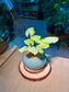 Syngonium Podophyllum (合果芋) in Blue Glazed Ceramic Pot
