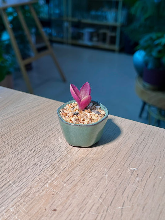 Baby Tradescantia Purple (淡色紫露草) in a Glazed Ceramic Pot