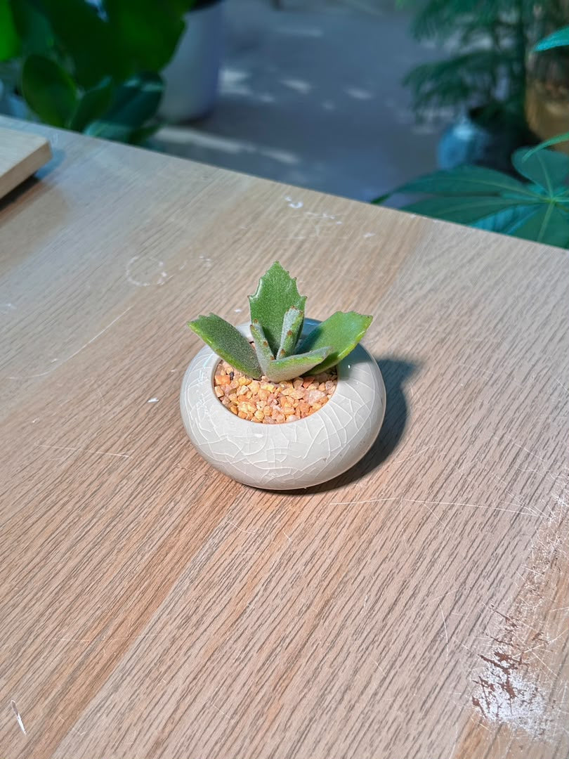 Millot Kalanchoe (千兔耳) Succulent in Glazed Ceramic Pot