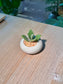 Millot Kalanchoe (千兔耳) Succulent in Glazed Ceramic Pot