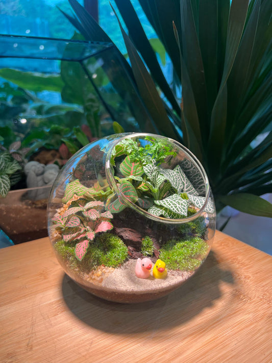 Fittonia and Moss in Round Glass Terrarium (M: 15cm)