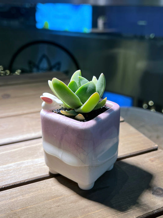 Crassula Perfoliata in Lemonade Pinkish Designed Sqaure Pot