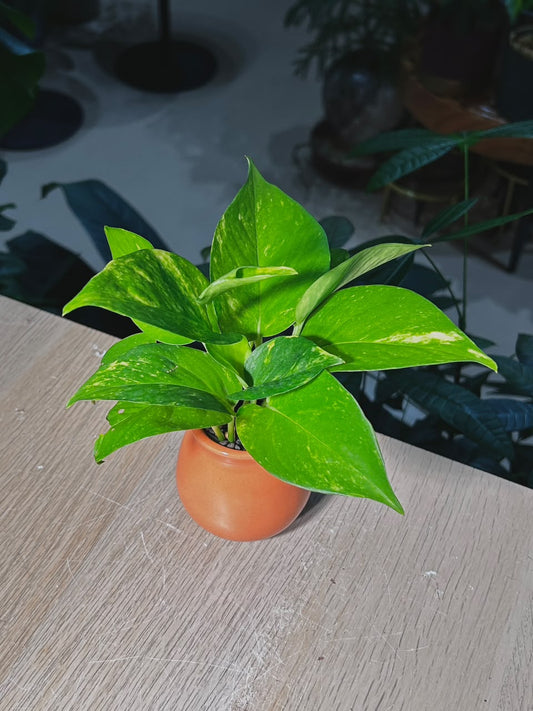 Golden Pothos (黄金葛) Epipremnum Aureum in Ceramic Pot