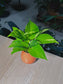 Golden Pothos (黄金葛) Epipremnum Aureum in Ceramic Pot