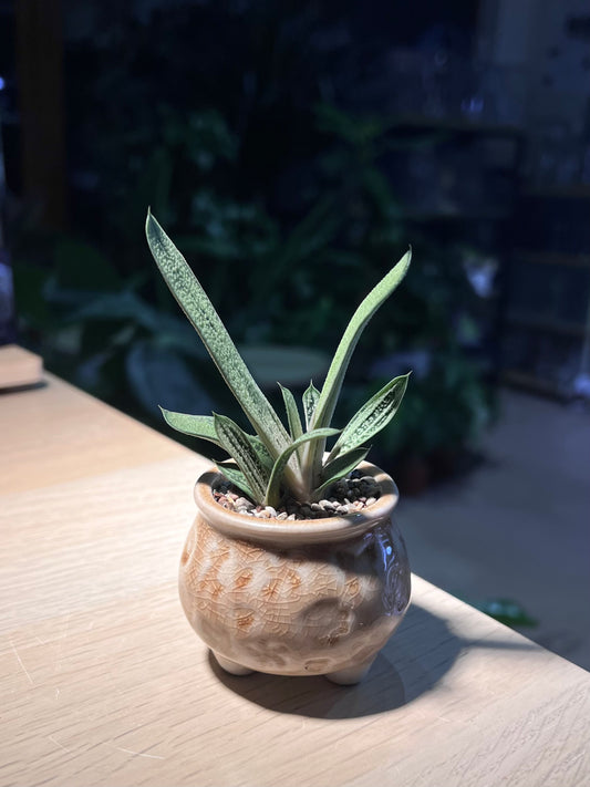 Gasteria Little Warty in Stamped Ceramic Pot