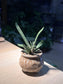 Gasteria Little Warty in Stamped Ceramic Pot