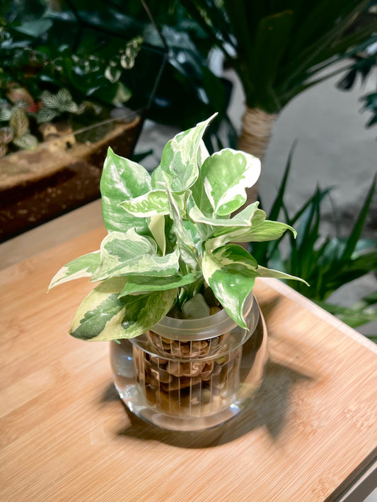 Pothos Njoy in Round Water Based Glass