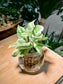 Pothos Njoy in Round Water Based Glass
