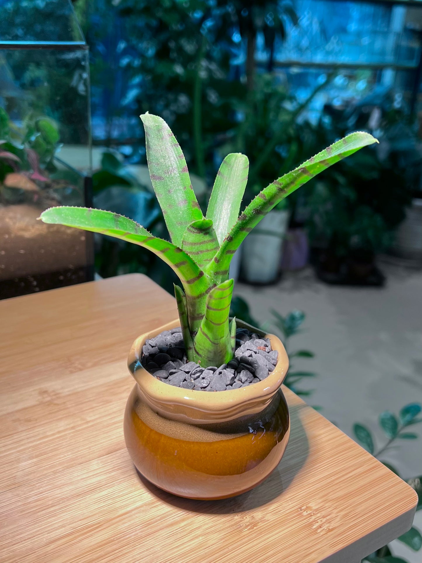 Bromeliad in Brownish Petal Edge Designed Ceramic Pot