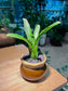 Bromeliad in Brownish Petal Edge Designed Ceramic Pot