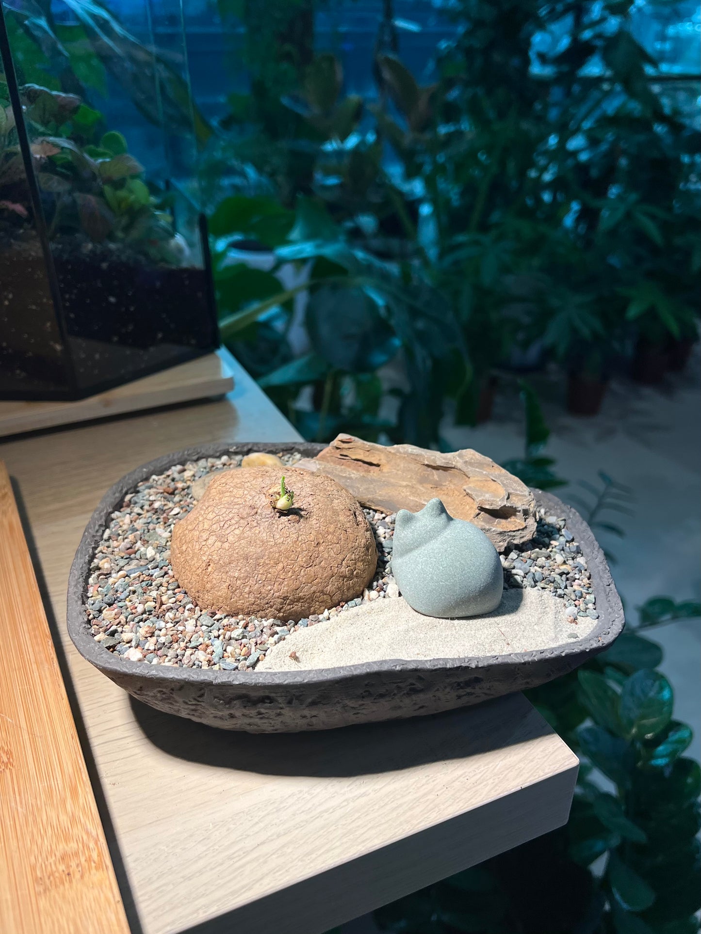 Stephania (山乌龟) in Irregular Stone Pot