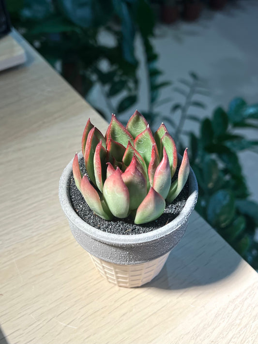 Echeveria in Ice Cream Pot