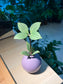 Peperomia in Purple Ceramic Pot