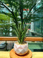 Sanseveria Fox Tails in Red Designer Pot (aka Snack Plant)