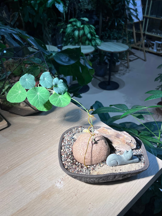 Stephania (ε±±δΉιΎ) in Irregular Stone Pot