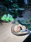 Stephania (山乌龟) in Irregular Stone Pot