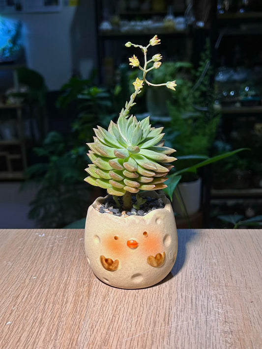 Graptopetalum Macdougallii (菊丸多肉) Succulent in Cute Chick Ceramic Pot