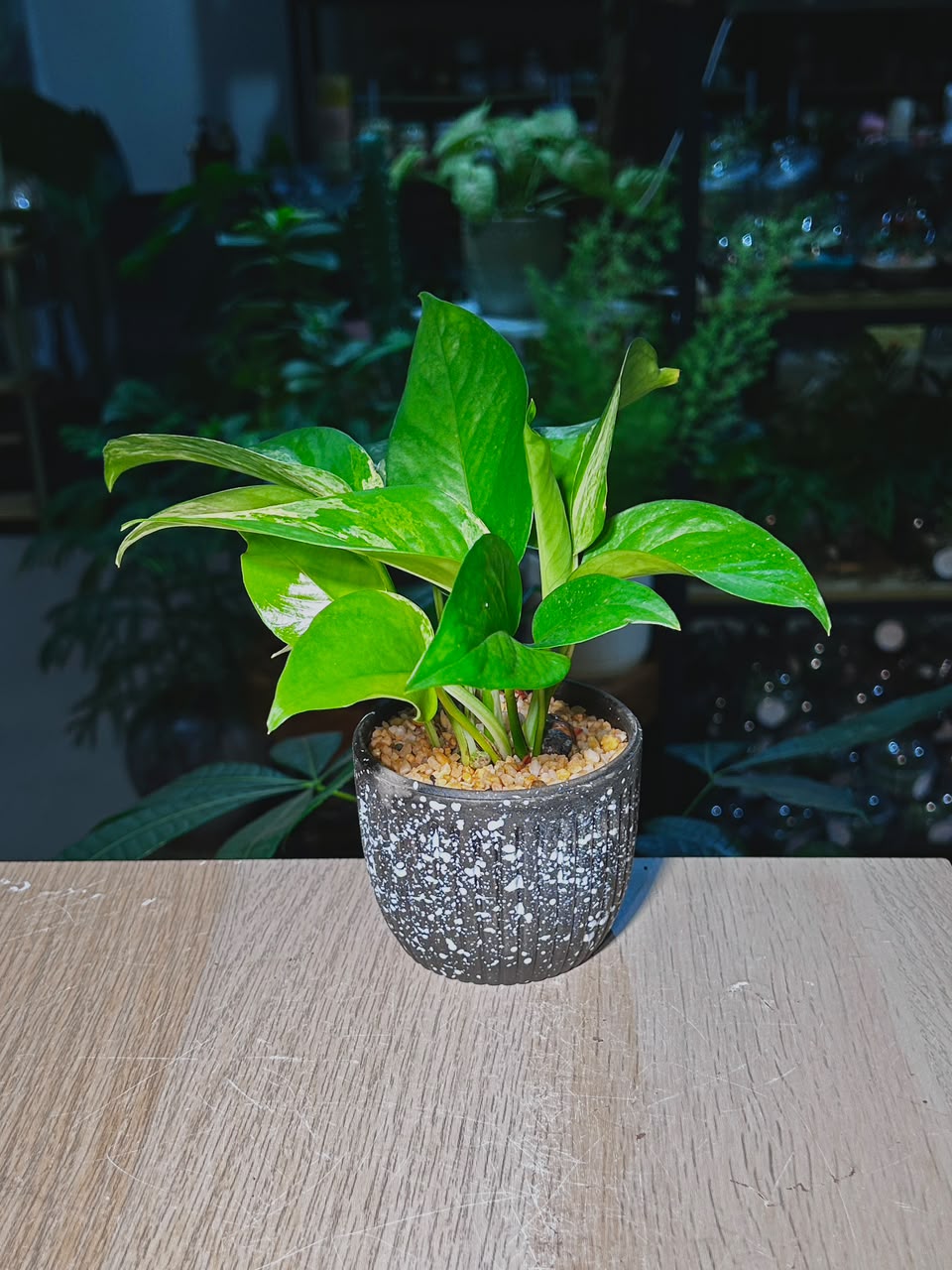Golden Pothos (黄金葛) Epipremnum Aureum in Textured Speckled Charcoal Ceramic Pot