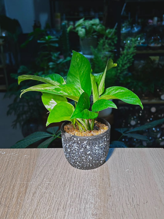 Golden Pothos (黄金葛) Epipremnum Aureum in Textured Speckled Charcoal Ceramic Pot
