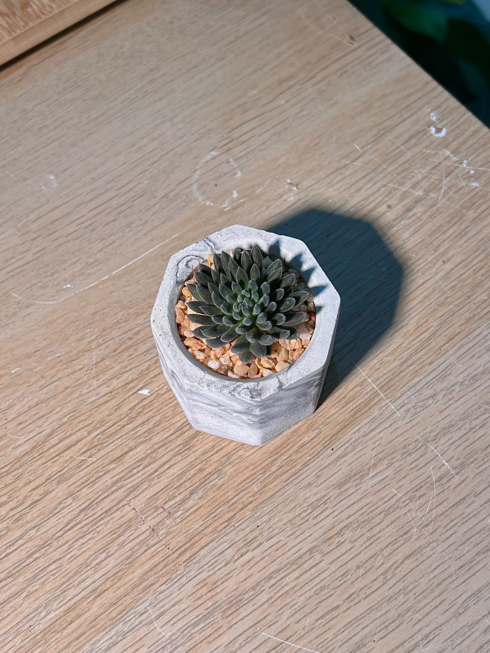 Chinese Jade (多肉黑玉扇) Sinocrassula Yunnanensis in  Matte Marbled Geometric Pot