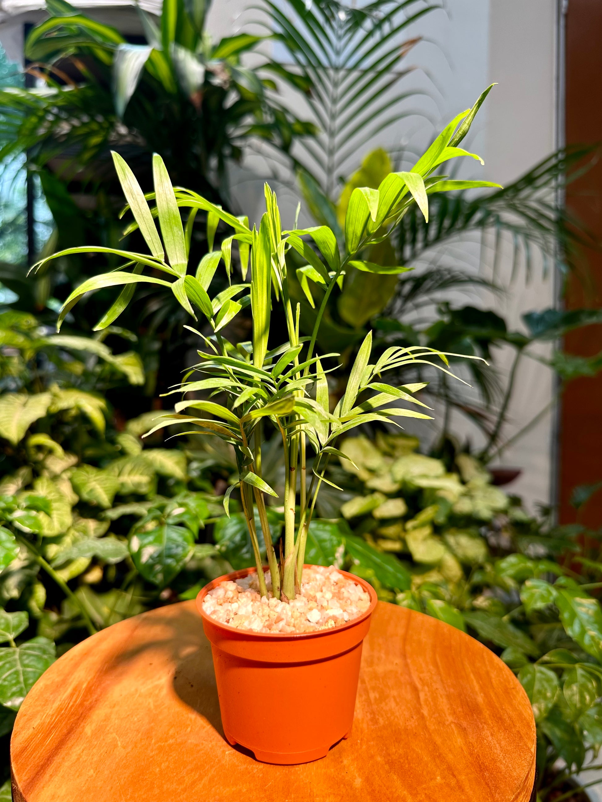 is palm tree lucky plant Chamaedorea Elegans Mart in Plastic Pot(aka Good Luck Pulm)