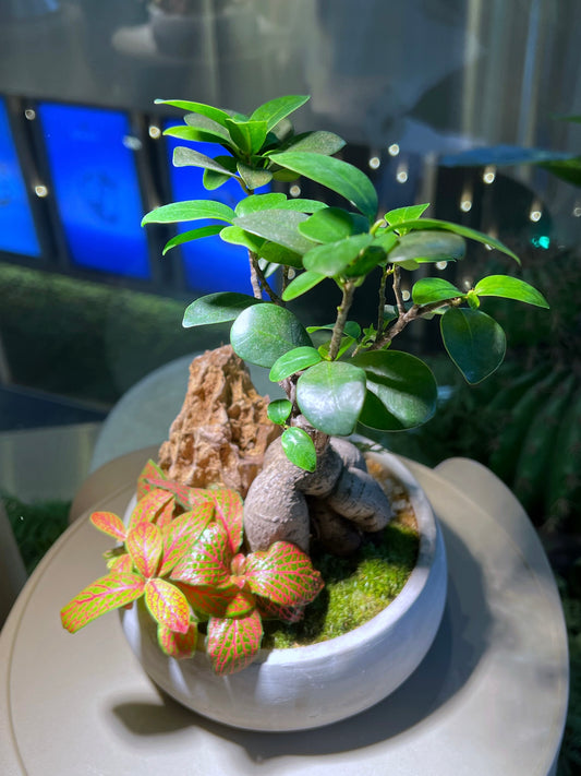 Ficus Ginseng and Fittonia with Moss Arrangement in Handamde Round Concrete Pot