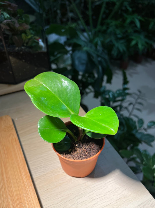 Plastic Pot - Peperomia Obtusifolia