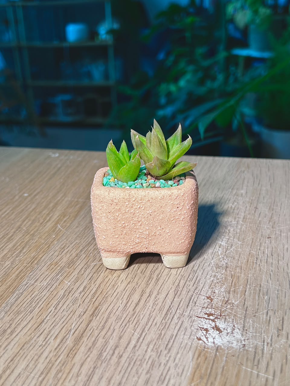 Haworthia Cymbiformis (多肉植物) Succulent in Textured Beige Ceramic Pot