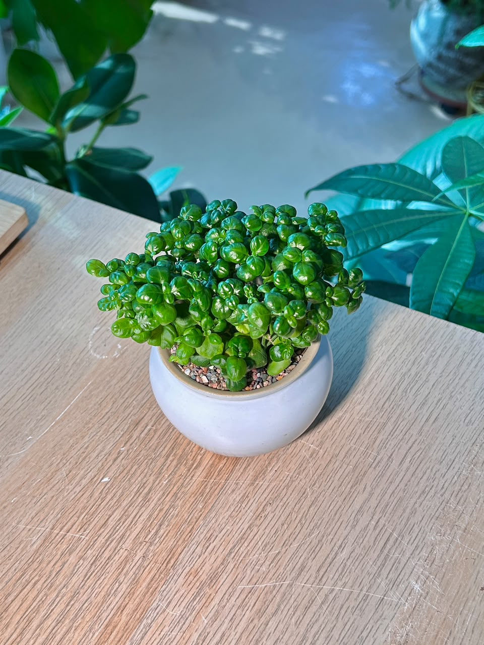 Bubble Plant  (芦莉草) Dipteracanthus Elastica in Glazed Pot