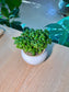 Bubble Plant  (芦莉草) Dipteracanthus Elastica in Glazed Pot