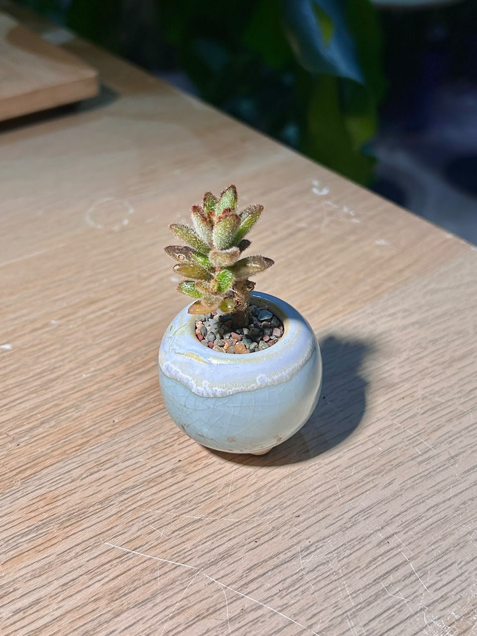 Teddy Bear Kalanchoe (泰迪熊多肉) Kalanchoe Tomentosa in Blue Glazed Ceramic Pot